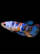 Load image into Gallery viewer, Female Halfmoon Plakat - Galaxy #1625 - Live Betta Fish
