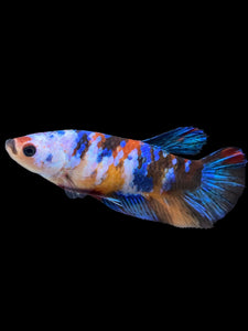 Female Halfmoon Plakat - Galaxy #1625 - Live Betta Fish