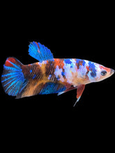 Load image into Gallery viewer, Female Halfmoon Plakat - Galaxy #1625 - Live Betta Fish
