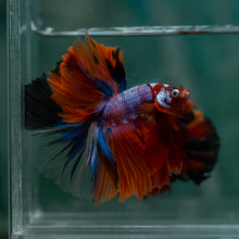 Load image into Gallery viewer, Male Halfmoon - Galaxy #1626 - Live Betta Fish
