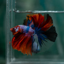 Load image into Gallery viewer, Male Halfmoon - Galaxy #1626 - Live Betta Fish
