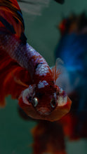 Load image into Gallery viewer, Male Halfmoon - Galaxy #1626 - Live Betta Fish
