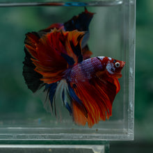 Load image into Gallery viewer, Male Halfmoon - Galaxy #1626 - Live Betta Fish
