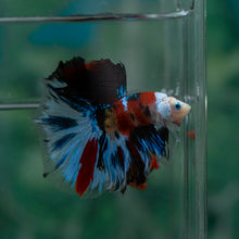 Load image into Gallery viewer, Male Halfmoon - Galaxy #1627 - Live Betta Fish
