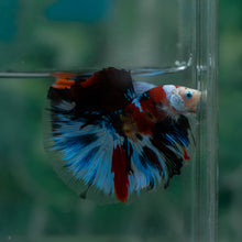 Load image into Gallery viewer, Male Halfmoon - Galaxy #1627 - Live Betta Fish
