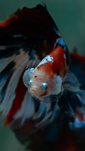 Load image into Gallery viewer, Male Halfmoon - Galaxy #1627 - Live Betta Fish
