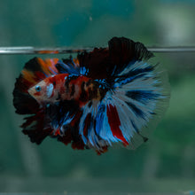 Load image into Gallery viewer, Male Halfmoon - Galaxy #1627 - Live Betta Fish
