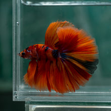 Load image into Gallery viewer, Male Halfmoon - Galaxy #1628 - Live Betta Fish

