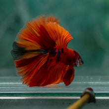 Load image into Gallery viewer, Male Halfmoon - Galaxy #1628 - Live Betta Fish
