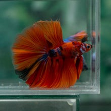 Load image into Gallery viewer, Male Halfmoon - Galaxy #1628 - Live Betta Fish
