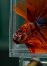 Load image into Gallery viewer, Male Halfmoon - Galaxy #1628 - Live Betta Fish
