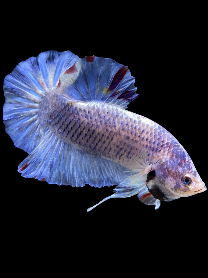 GIANT Male Halfmoon Plakat - Blue Sky #1628 - Live Betta Fish