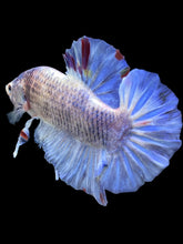 Load image into Gallery viewer, GIANT Male Halfmoon Plakat - Blue Sky #1628 - Live Betta Fish
