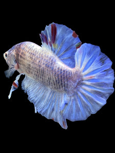 GIANT Male Halfmoon Plakat - Blue Sky #1628 - Live Betta Fish