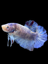 Load image into Gallery viewer, GIANT Male Halfmoon Plakat - Blue Sky #1628 - Live Betta Fish
