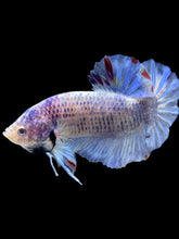 Load image into Gallery viewer, GIANT Male Halfmoon Plakat - Blue Sky #1628 - Live Betta Fish
