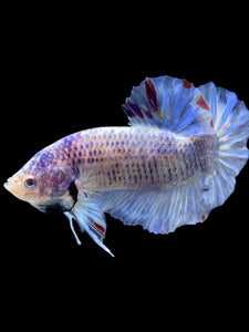 GIANT Male Halfmoon Plakat - Blue Sky #1628 - Live Betta Fish