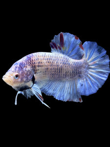GIANT Male Halfmoon Plakat - Blue Sky #1628 - Live Betta Fish