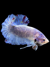 Load image into Gallery viewer, GIANT Male Halfmoon Plakat - Blue Sky #1628 - Live Betta Fish
