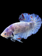 Load image into Gallery viewer, GIANT Male Halfmoon Plakat - Blue Sky #1628 - Live Betta Fish
