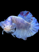 Load image into Gallery viewer, GIANT Male Halfmoon Plakat - Blue Sky #1628 - Live Betta Fish
