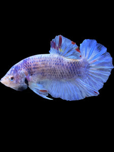 GIANT Male Halfmoon Plakat - Blue Sky #1628 - Live Betta Fish