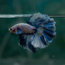 Load image into Gallery viewer, Male Rosetail - Blue Sky #1629 - Live Betta Fish
