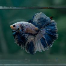 Load image into Gallery viewer, Male Rosetail - Blue Sky #1629 - Live Betta Fish
