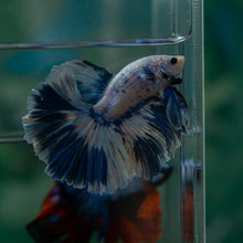 Load image into Gallery viewer, Male Rosetail - Blue Sky #1629 - Live Betta Fish
