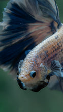 Load image into Gallery viewer, Male Rosetail - Blue Sky #1629 - Live Betta Fish
