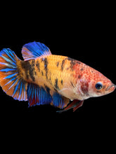 Load image into Gallery viewer, GIANT Female Halfmoon Plakat - Galaxy #1629 Live Betta Fish
