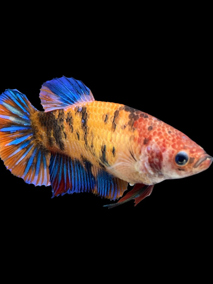 GIANT Female Halfmoon Plakat - Galaxy #1629 Live Betta Fish
