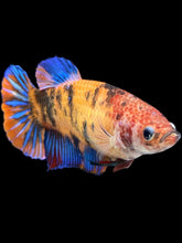 Load image into Gallery viewer, GIANT Female Halfmoon Plakat - Galaxy #1629 Live Betta Fish
