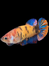 Load image into Gallery viewer, GIANT Female Halfmoon Plakat - Galaxy #1629 Live Betta Fish
