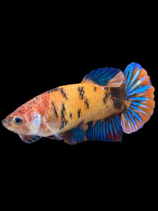 GIANT Female Halfmoon Plakat - Galaxy #1629 Live Betta Fish