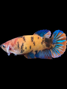 GIANT Female Halfmoon Plakat - Galaxy #1629 Live Betta Fish