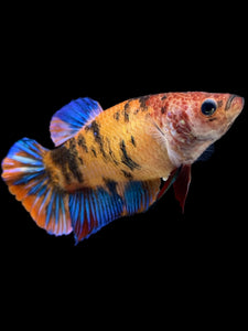 GIANT Female Halfmoon Plakat - Galaxy #1629 Live Betta Fish