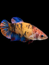 Load image into Gallery viewer, GIANT Female Halfmoon Plakat - Galaxy #1629 Live Betta Fish
