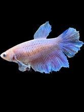 Load image into Gallery viewer, TOP GRADE Female Rosetail - Purple #162 - Live Betta Fish
