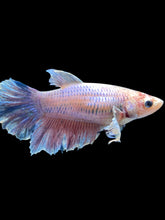 Load image into Gallery viewer, TOP GRADE Female Rosetail - Purple #162 - Live Betta Fish
