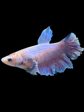 Load image into Gallery viewer, TOP GRADE Female Rosetail - Purple #162 - Live Betta Fish
