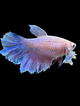 Load image into Gallery viewer, TOP GRADE Female Rosetail - Purple #162 - Live Betta Fish
