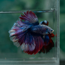 Load image into Gallery viewer, Male Rosetail - Blue Purple #1630 - Live Betta Fish
