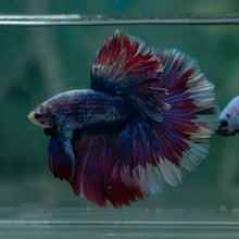Load image into Gallery viewer, Male Rosetail - Blue Purple #1630 - Live Betta Fish
