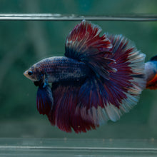 Load image into Gallery viewer, Male Rosetail - Blue Purple #1630 - Live Betta Fish
