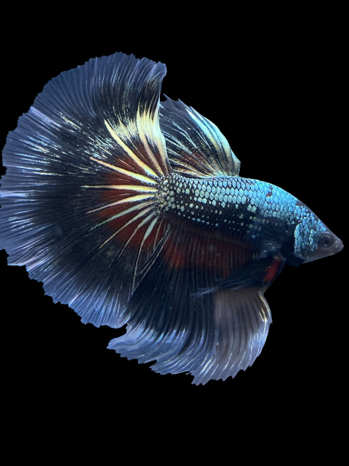 Male Halfmoon - Fancy Copper #1630 - Live Betta Fish