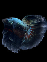 Load image into Gallery viewer, Male Halfmoon - Fancy Copper #1630 - Live Betta Fish
