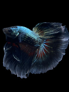 Male Halfmoon - Fancy Copper #1630 - Live Betta Fish