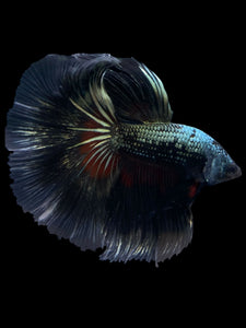 Male Halfmoon - Fancy Copper #1630 - Live Betta Fish
