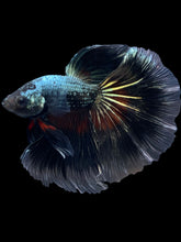 Load image into Gallery viewer, Male Halfmoon - Fancy Copper #1630 - Live Betta Fish
